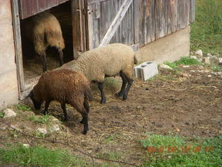 Welch run with Kevin - sheep