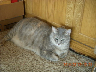 Sylvia fat cat