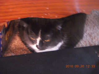 Patches - cute and cuddly NOT