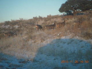 213 7ds. Moab trip - drive from Needles - mule deer