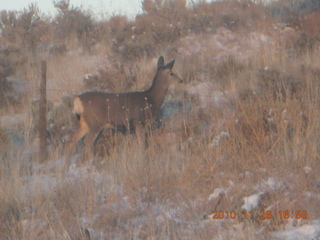 216 7ds. Moab trip - drive from Needles - mule deer