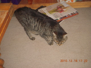 EAA party - Ron's and Sherrie's cat
