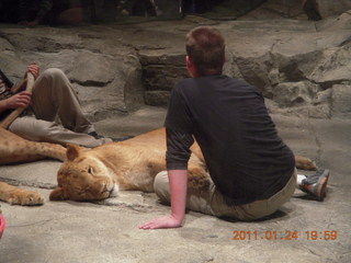 Las Vegas - MGM lions
