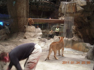 Las Vegas - MGM lions