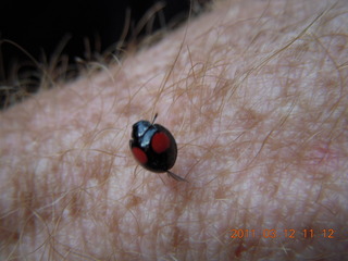 ladybug on my arm