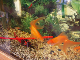 goldfish and sunken plastic airplane at Benson (E95)