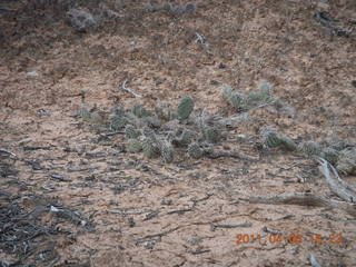 181 7j6. Canyonlands Mesa Arch trail - flora