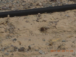 Vulture Mine tour - white lizard on left side of picture