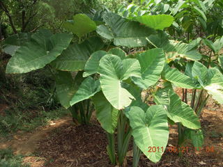 50 7km. India - Auroville