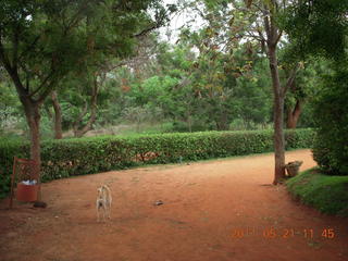 India - Auroville - banyon tree