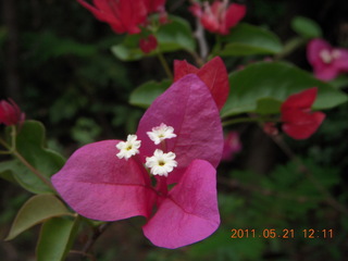 100 7km. India - Auroville flowers