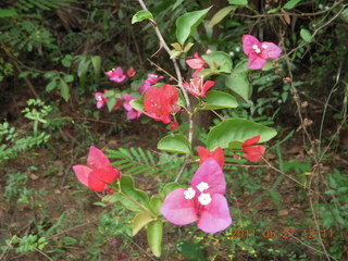 101 7km. India - Auroville flowers