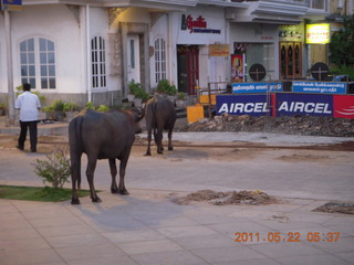 India - Puducherry (Pondicherry) run - Bay of Bengal beach area - cows