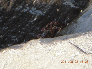 India - afternoon group in Puducherry (Pondicherry)  - Bay of Bengal beach - crab