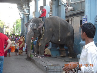 135 7kn. India - afternoon group in Puducherry (Pondicherry)  - elephant