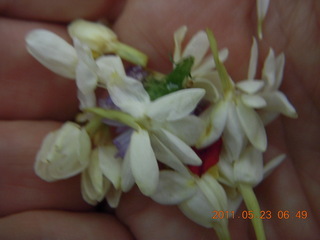 India - Puducherry (Pondicherry) - Randeep's wedding - flowers