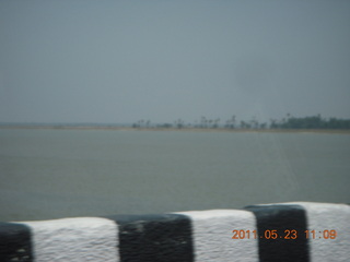 India - Puducherry (Pondicherry) to Mamallapuram - cow