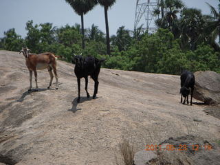India - Mamallapuram - goats