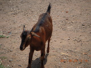 128 7kp. India - Mamallapuram - goat