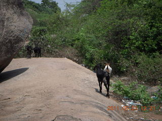 133 7kp. India - Mamallapuram - goats