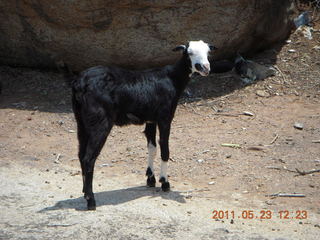 India - Mamallapuram - goat