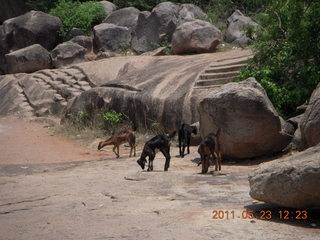 137 7kp. India - Mamallapuram - goats