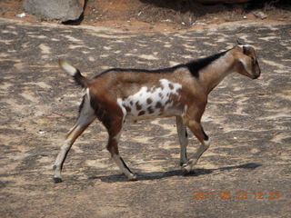 India - Mamallapuram - goat