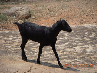 India - Mamallapuram - goat