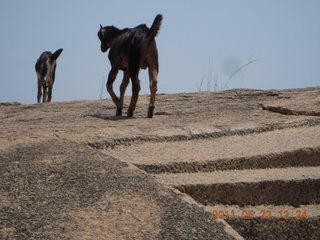 India - Mamallapuram - goats