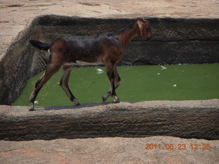 146 7kp. India - Mamallapuram - goat