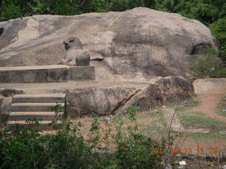 India - Mamallapuram - goat