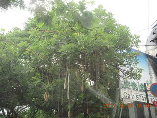 India - Bengaluru (Bangalore) park