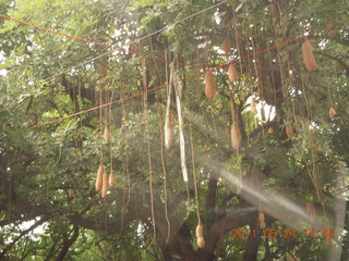 India - Bengaluru (Bangalore) park
