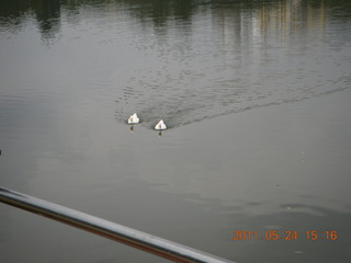 India - Bengaluru (Bangalore) - lake park - ducks