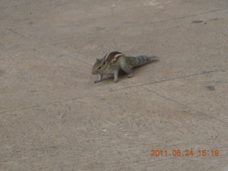 130 7kq. India - Bengaluru (Bangalore) - lake park chipmunk