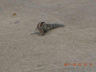 131 7kq. India - Bengaluru (Bangalore) - lake park chipmunk