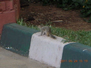 132 7kq. India - Bengaluru (Bangalore) - lake park - chipmunk