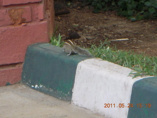 India - Bengaluru (Bangalore) - lake park chipmunk