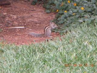 134 7kq. India - Bengaluru (Bangalore) - lake park chipmunk