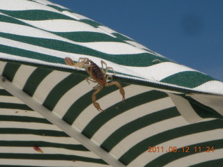 Rimrock (48AZ) - Thunder Ridge club house - scorpion on umbrella