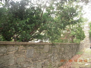 454 7pa. Betsy's yard in Elkins Park