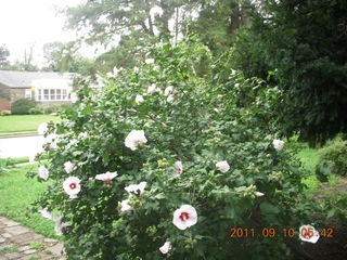 455 7pa. Betsy's yard in Elkins Park
