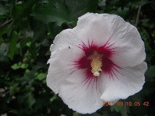 456 7pa. Betsy's yard in Elkins Park - flower closeup