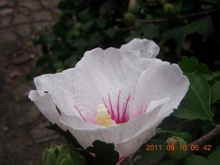 457 7pa. Betsy's yard in Elkins Park - flower closeup
