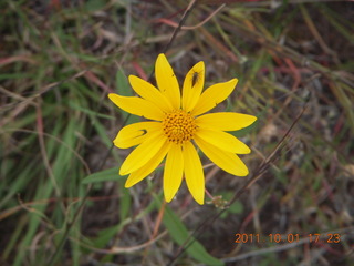 Negrito fly-in - flowers