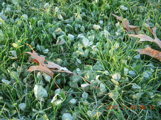 frost on clover at Holmdel Park