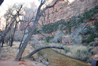 Zion National Park - pre-dawn Riverwalk - Gokce taking a picture on the Virgin River`