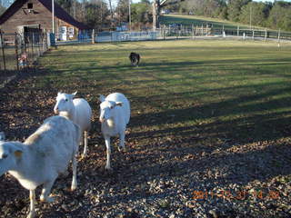 Joe's and Vicki's yard - sheep