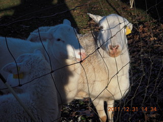 Joe's and Vicki's yard - sheep