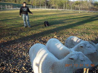 Joe's and Vicki's yard - sheep